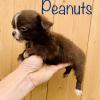 Peanuts Mâle