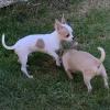Pepito et Pepita