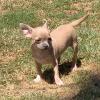 Pepita