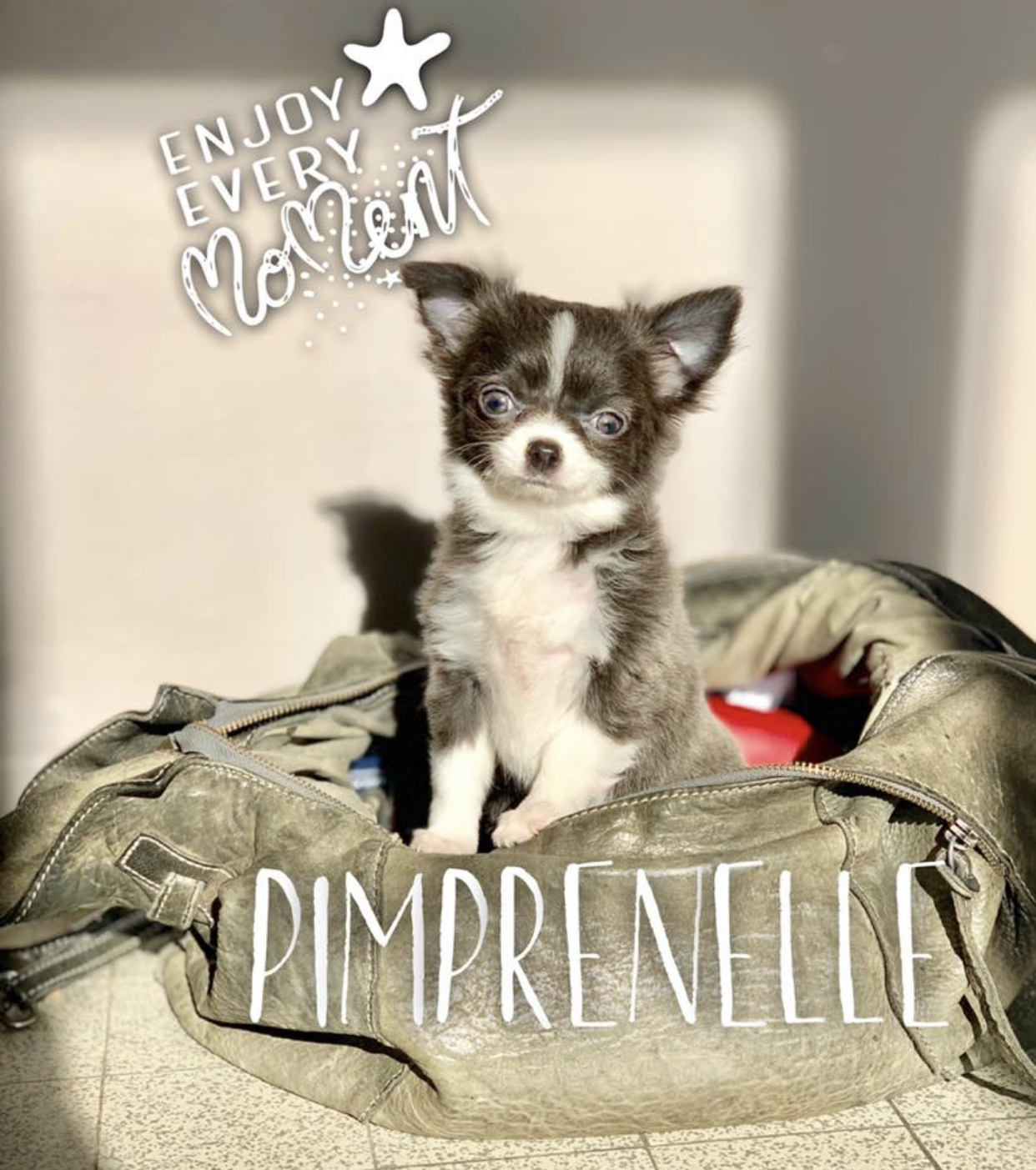 pimprenelle
