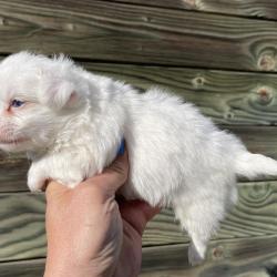 JUST PHANTOM' SUGGAR WHITE