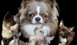 ELEVAGE DE CHIHUAHUAS JUST PHANTOM